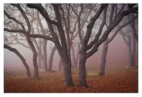 Framed Pilot Road Trees Print