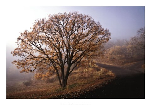 Framed Clearing Print