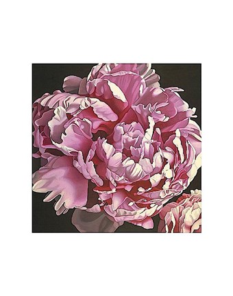 Framed Peony I Print