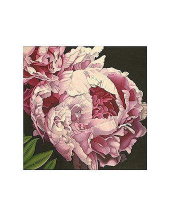 Framed Peony II Print