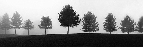 Framed Tree Line Print