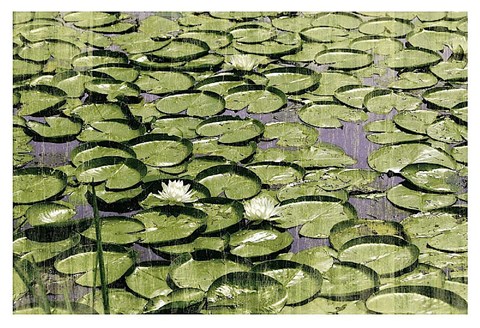 Framed Les Nympheas Print