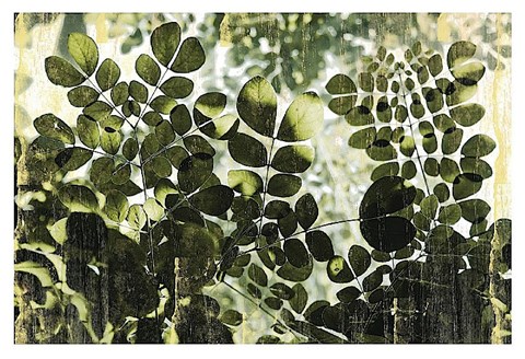 Framed Dappled Radiance Print