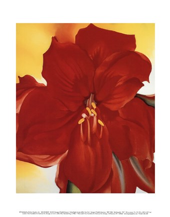 Framed Red Amaryllis, 1937 Print