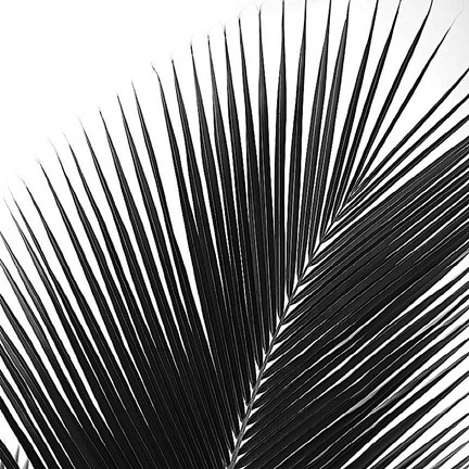Framed Palms 14 (detail) Print