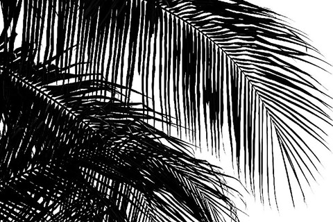 Framed Palms 3 Print
