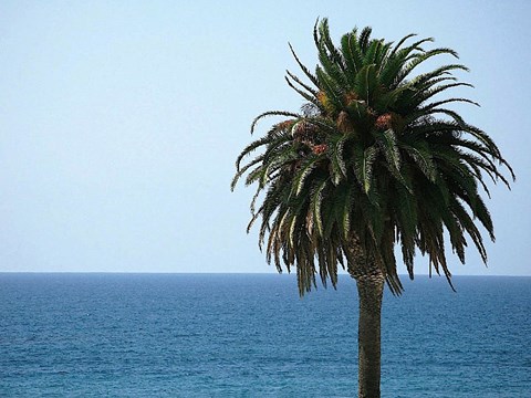 Framed Palm at Moonlight Beach Print