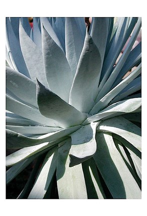 Framed Cactus 1 Print