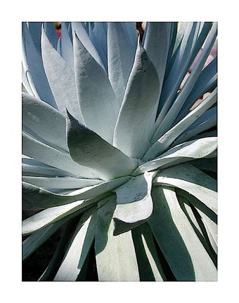 Framed Cactus 1 Print