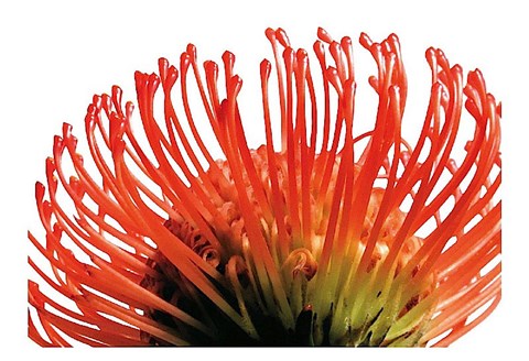 Framed Orange Protea 2 Print