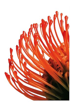 Framed Orange Protea 4 Print