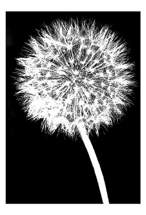 Framed Dandelion Print
