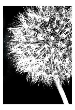 Framed Dandelion Crop Print