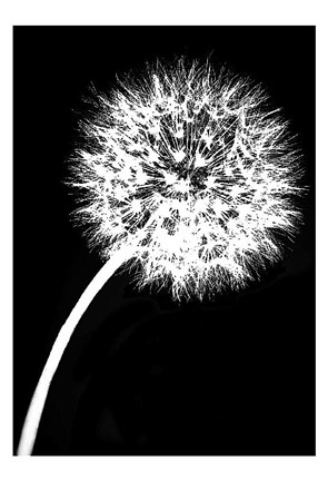 Framed Dandelion Tilt Print
