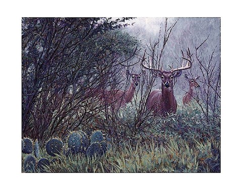 Framed Lone Star Whitetail Print