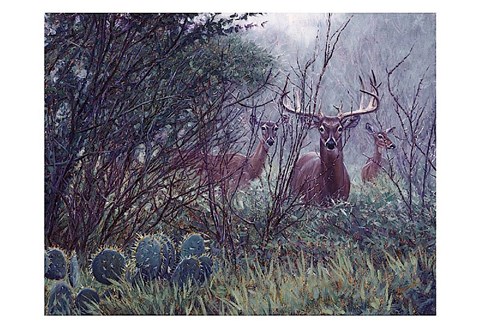 Framed Lone Star Whitetail Print