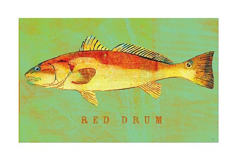 Framed Red Drum Print