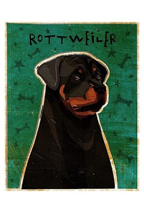 Framed Rottweiler Print