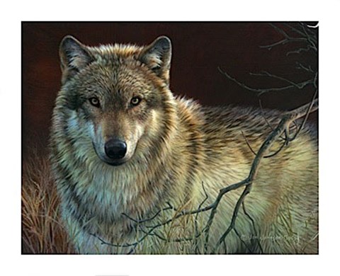 Framed Uninterrupted Stare- Gray Wolf Print