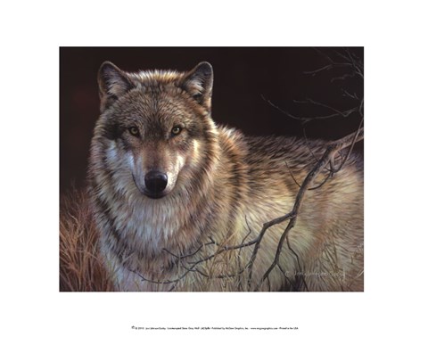 Framed Uninterrupted Stare- Gray Wolf Print