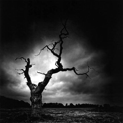 Framed Last Tree Print