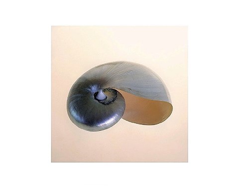 Framed Polished Nautilus Print