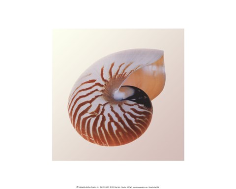 Framed Nautilus Print