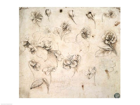 Framed Study of the Flowers of Grass-like Plants Print