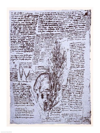 Framed Heart and the bronchial arteries Print