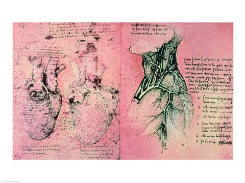 Framed Anatomical drawing of hearts and blood vessels Print