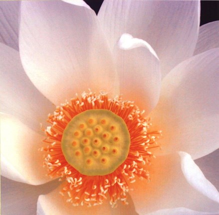 Framed Lotus I Print