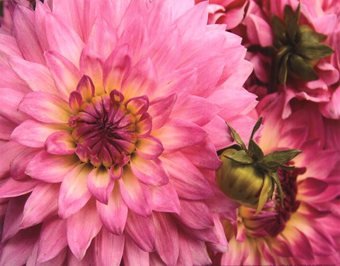 Framed Pink Dahlia Print