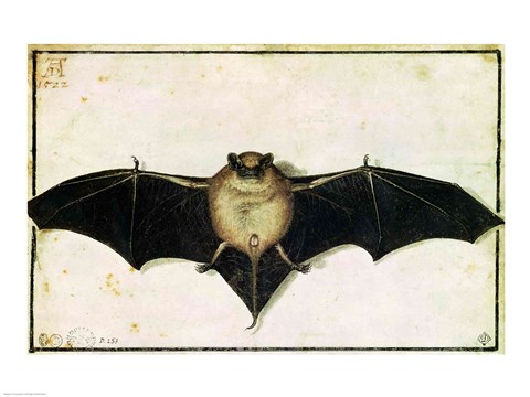 Framed Bat, 1522 Print