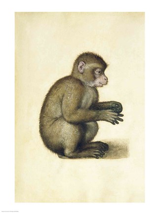 Framed Monkey Print