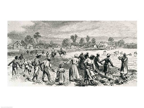 Framed Labour in the Cotton Fields, Hoeing the Young Plants Print