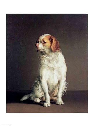 Framed Portrait of a King Charles Spaniel Print