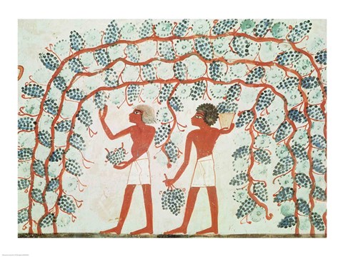 Framed Picking grapes, from the Tomb of Nakht Print