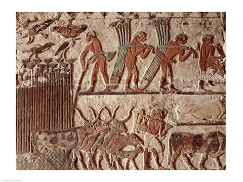 Framed Harvesting papyrus and a group of cows, Old Kingdom Print