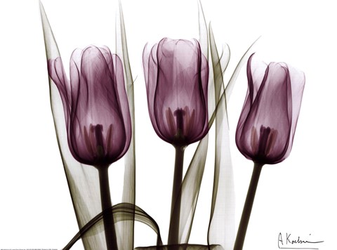 Framed Trio of Tulips I Print
