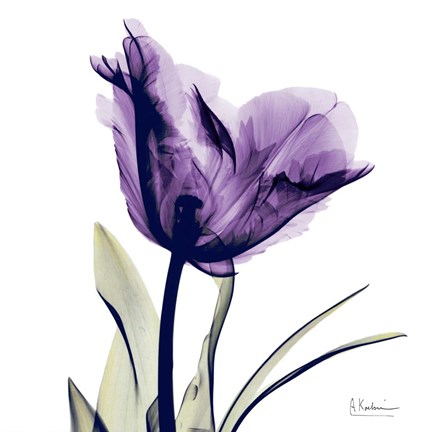 Framed X-ray Royal Purple Parrot Tulip Print