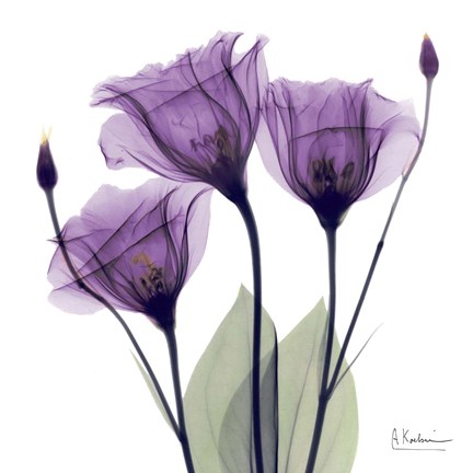Framed X-ray Royal Purple Gentian Print