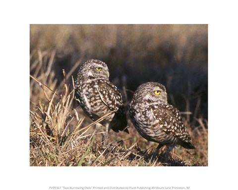 Framed Two Burrowing Owls Print