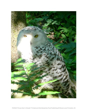 Framed Snow Owl In Woods Print