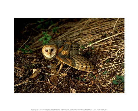 Framed Burrow Owl In Woods Print