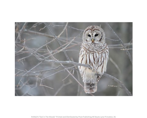 Framed Owl In The Woods Print