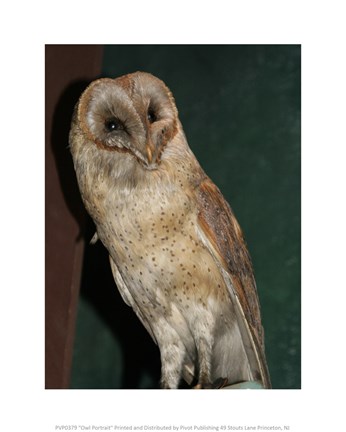 Framed Barn Owl Portrait Print
