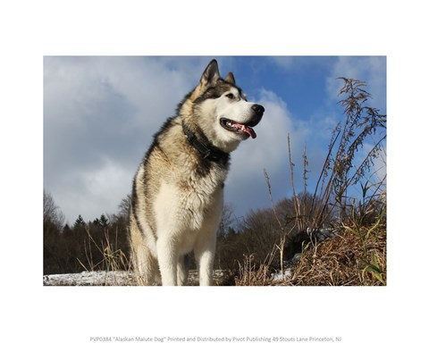 Framed Alaskan Malamute Dog Print