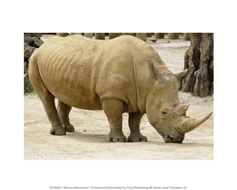 Framed African Rhinoceros Print