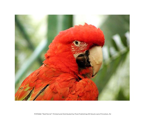 Framed Red Parrot Print