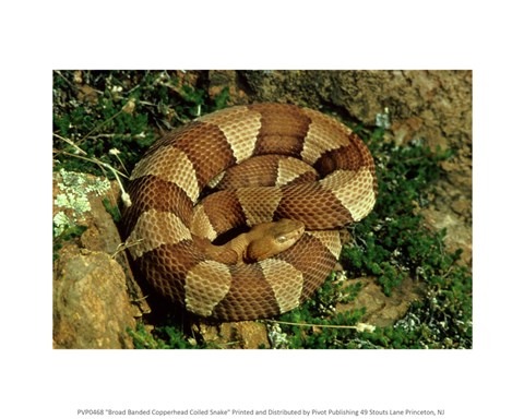 Framed Broad Banded Copperhead Coiled Snake Print